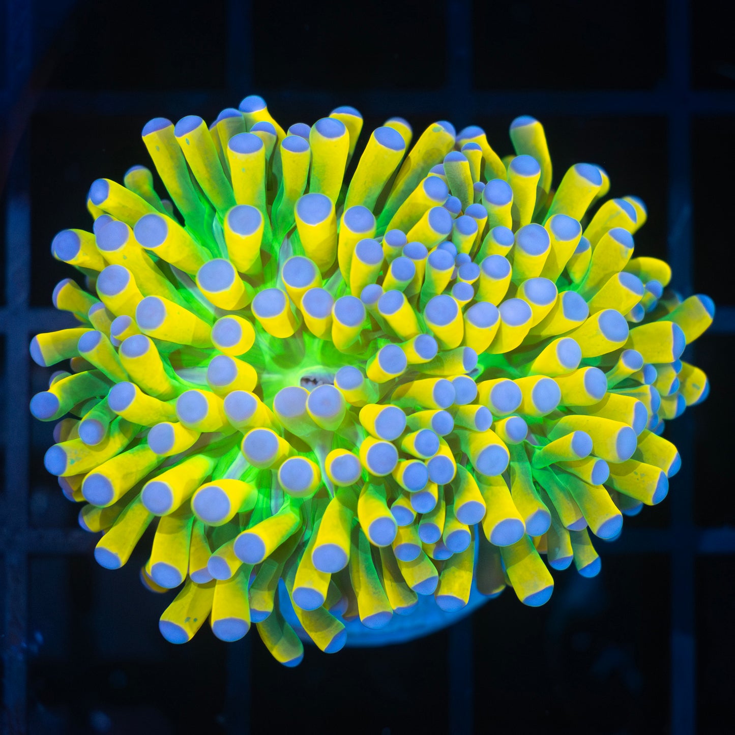 Incredibly Bright Banana Torch Coral