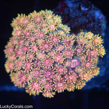 Rainbow Goni Mini Colony
