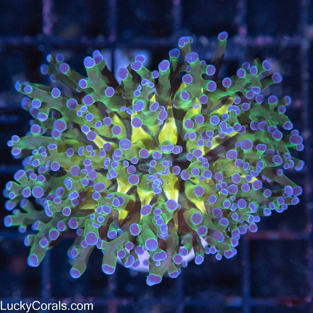 4 Color Branching Frogspawn