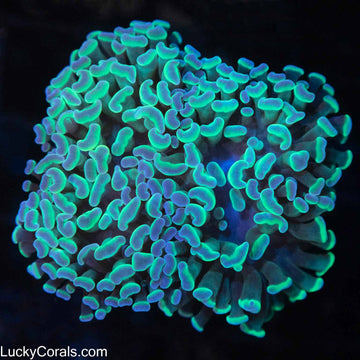 Green and Blue Tip Big Head Branching Hammer (Tank Grown)