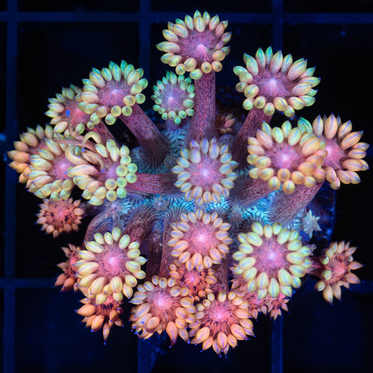 Rainbow Freckle Goniopora Coral