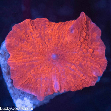 Small Super Red Mushroom
