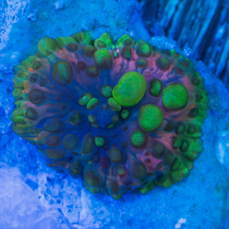 tiny lava lamp mushroom coral