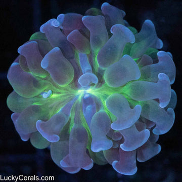 Inner Glow Branching Hammer
