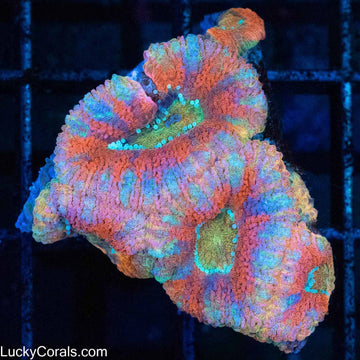 Pastel Rainbow Acan 4 Polyps and babies