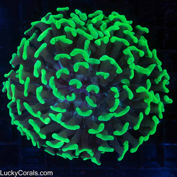 Super Neon Giant Indo Branching Hammer Coral 4.5" 