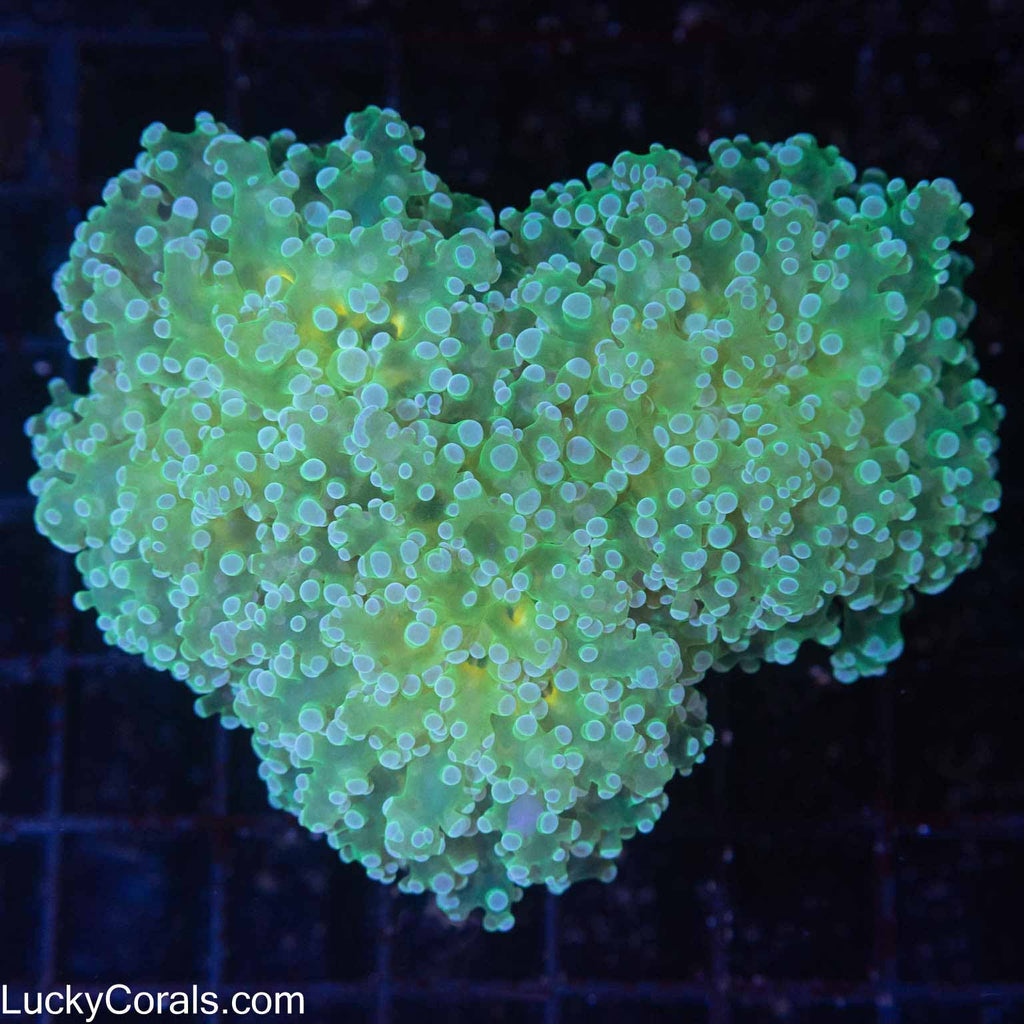 XL 3 Way Split Branching Frogspawn 4"
