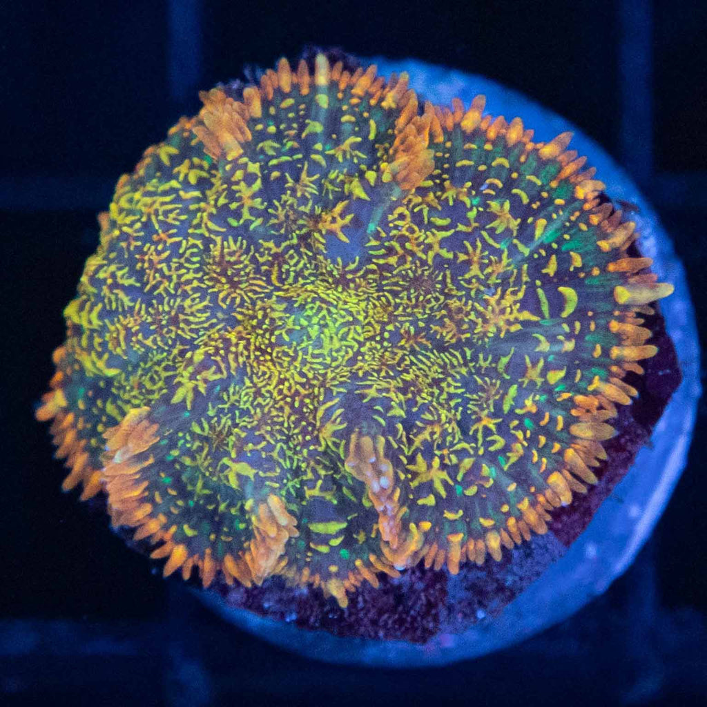 Maui Wowi Mushroom Coral