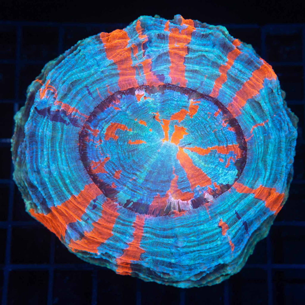 Blue Teal and Orange Acanthophyllia 5"