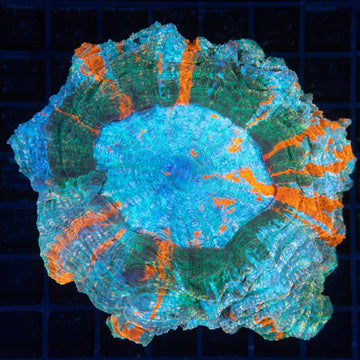 Blue Green and Orange Sparkle Acanthophyllia 5"