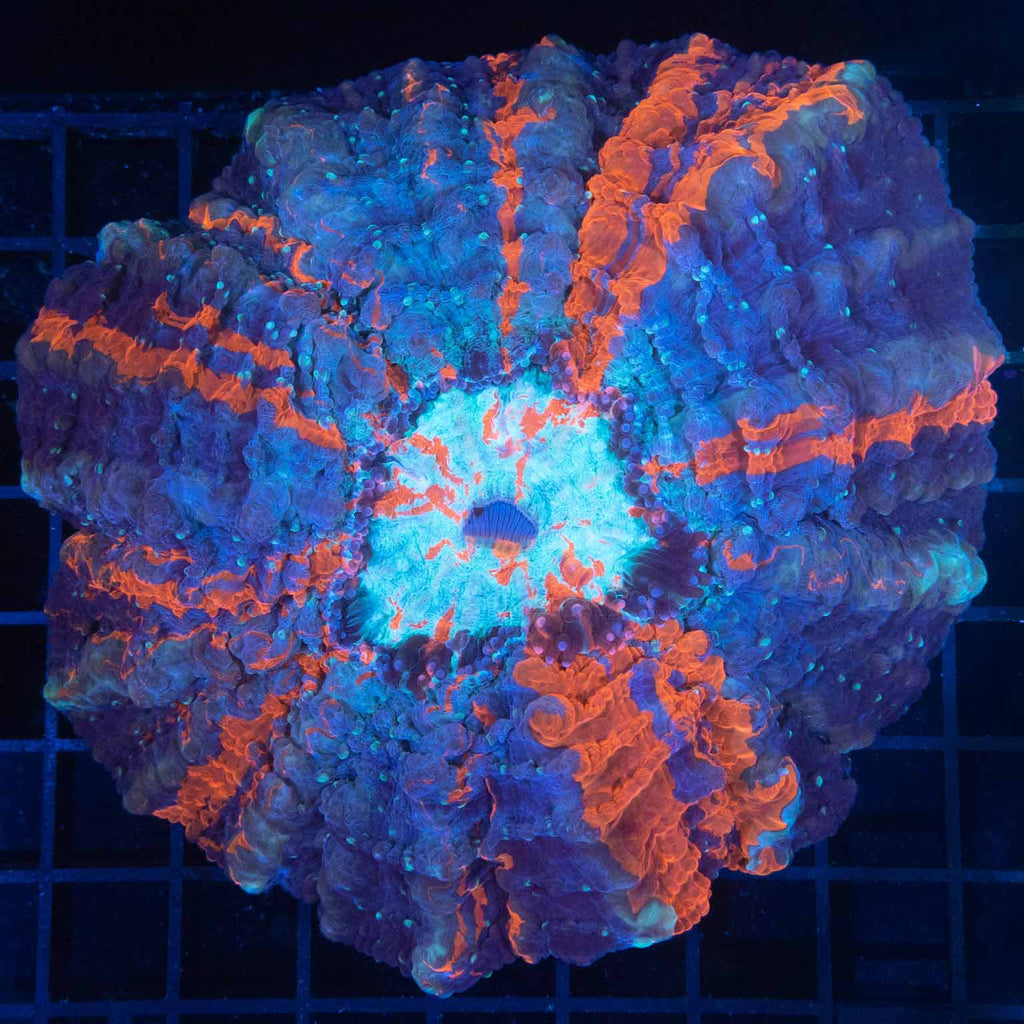Dark Blue and Red Acanthophyllia 6"