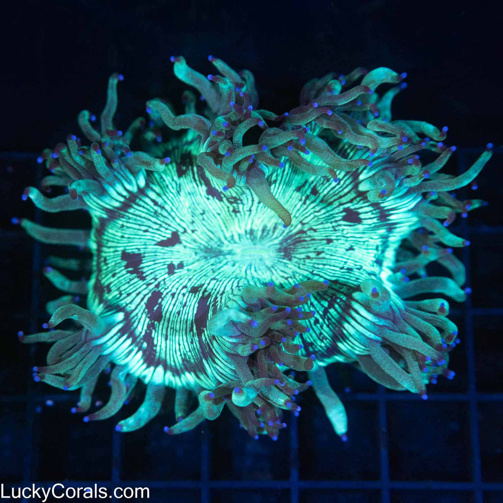 Elegance Coral for Sale – Lucky Corals