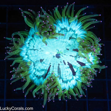Pink Tip, Green, Teal, and Purple Elegance 4"