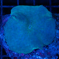 XXL Blue Mushroom