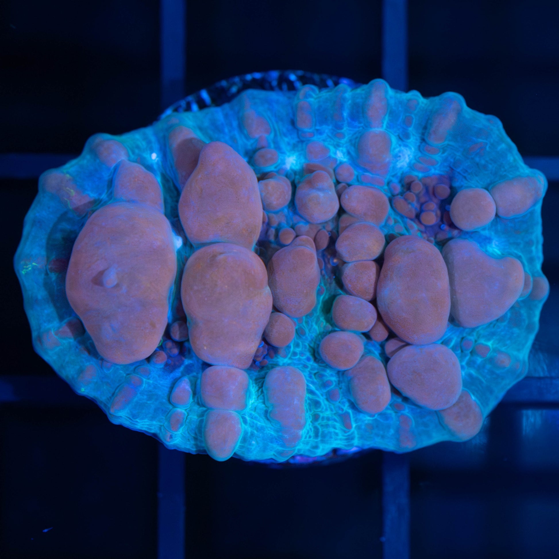 Cosmic Bounce Chalice (Large Frag)