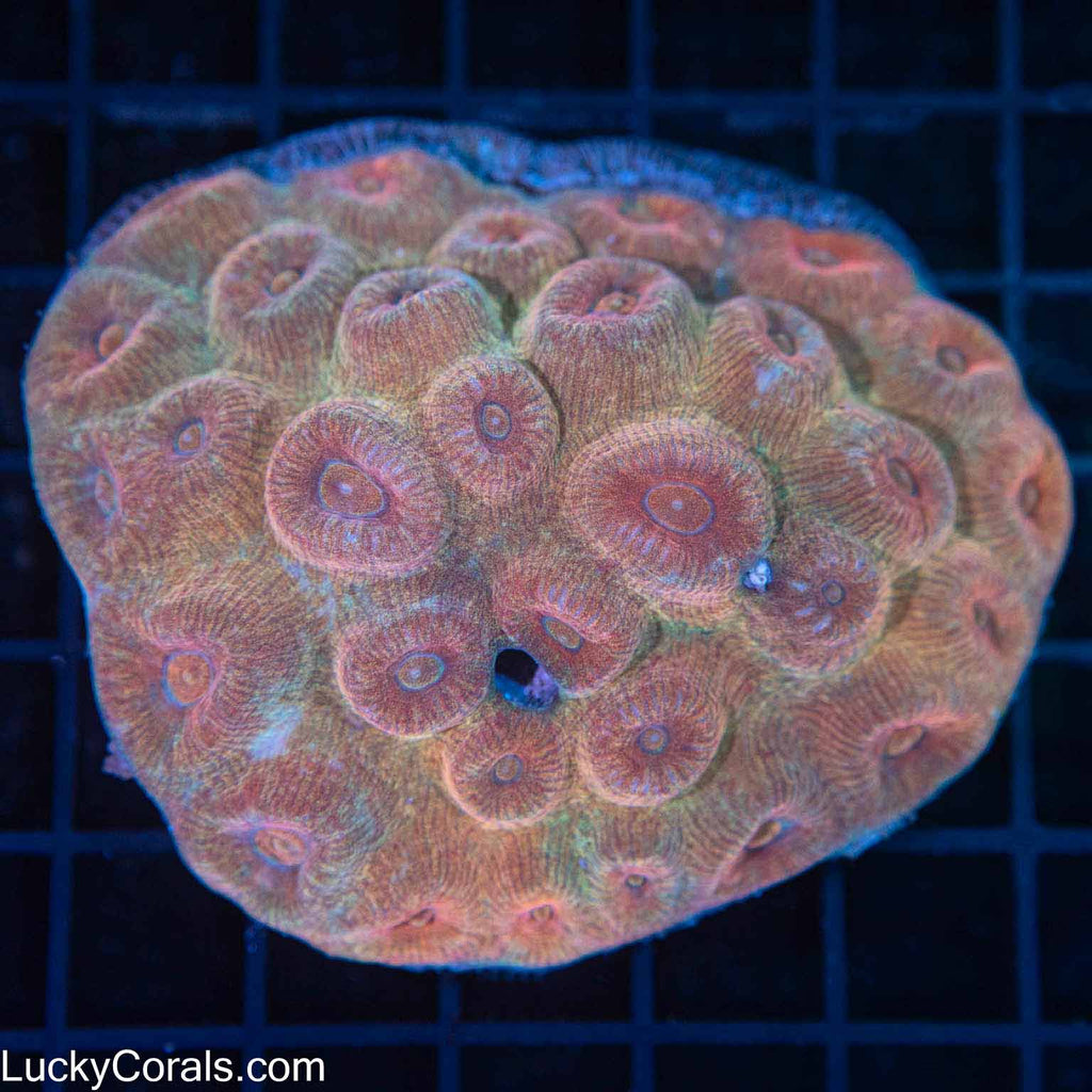 Moon Coral Colony 3.5"