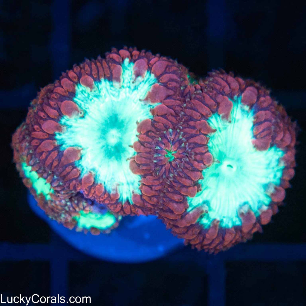 Red and Teal Blasto