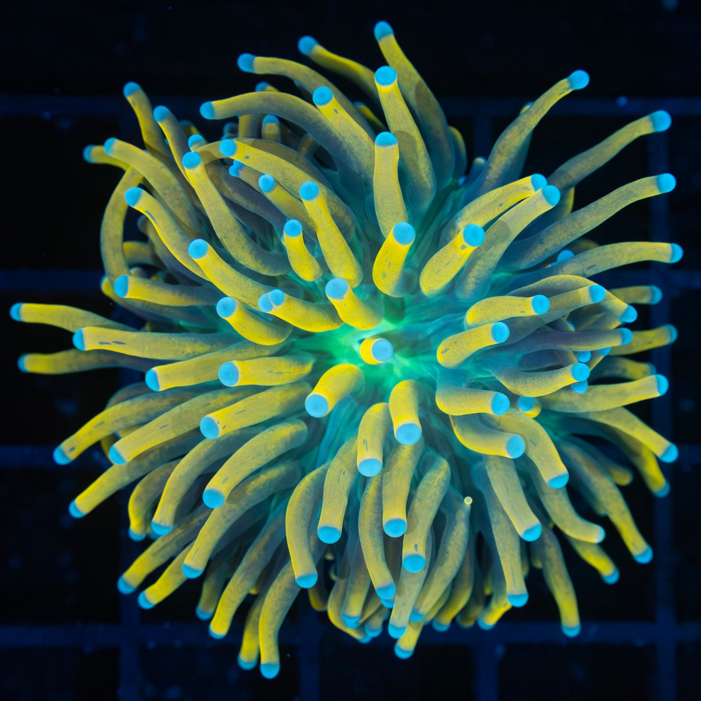 Ultra Banana Torch Coral