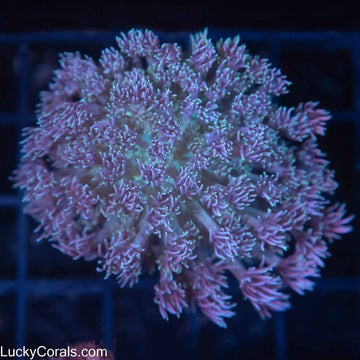 Bicolor Goni Colony 2.5"