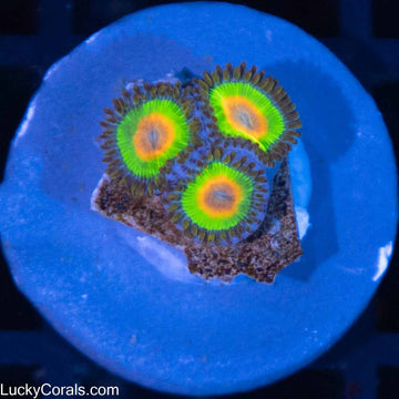 Rasta Zoas 3 Polyps – Lucky Corals