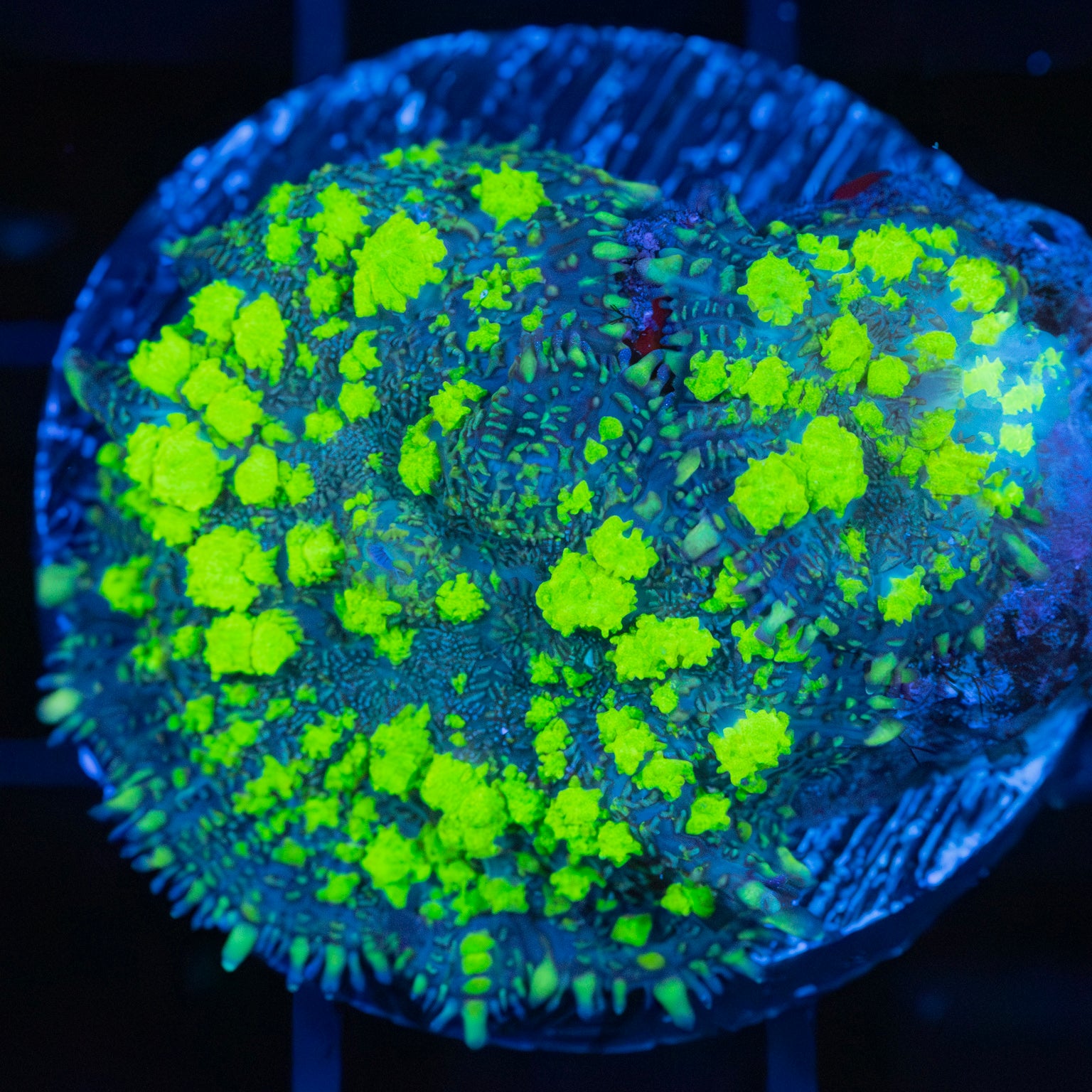 Large Uranium Bounce Mushroom and Baby