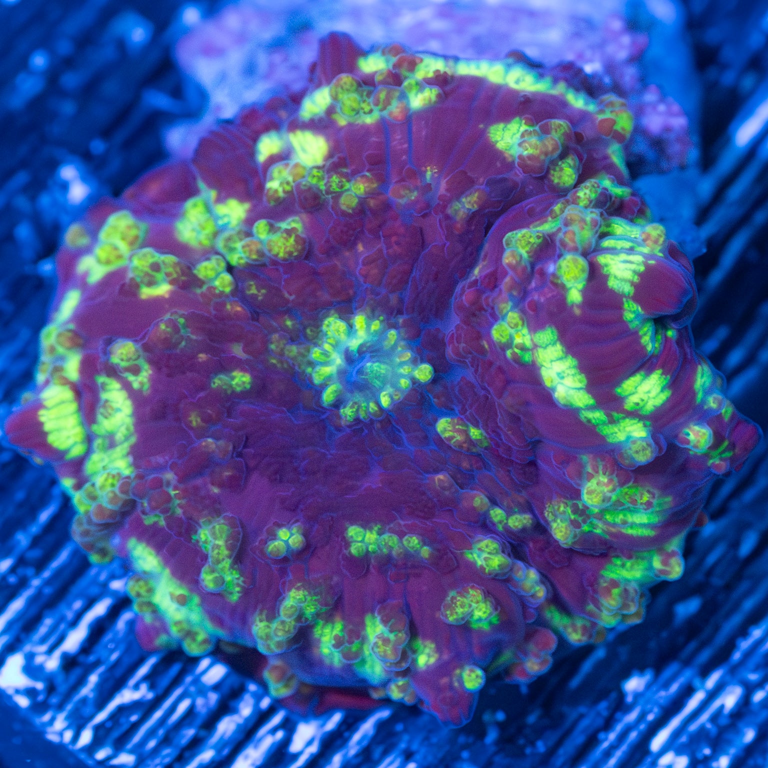 Northern Lights Mushroom Coral