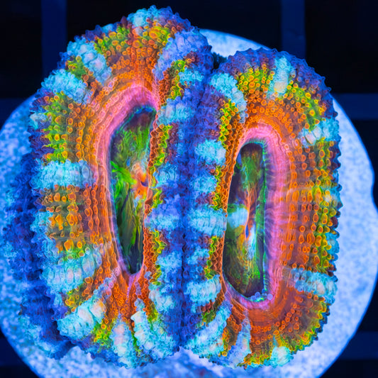 Rainbow Blossom Acan