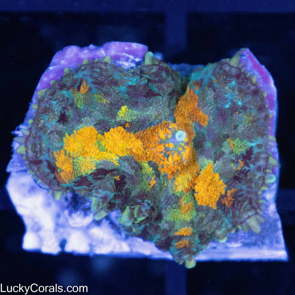 Marigold Rhodactis
