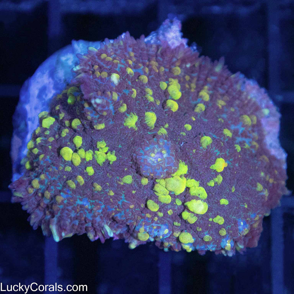 Lemon Lime Bubble Bounce