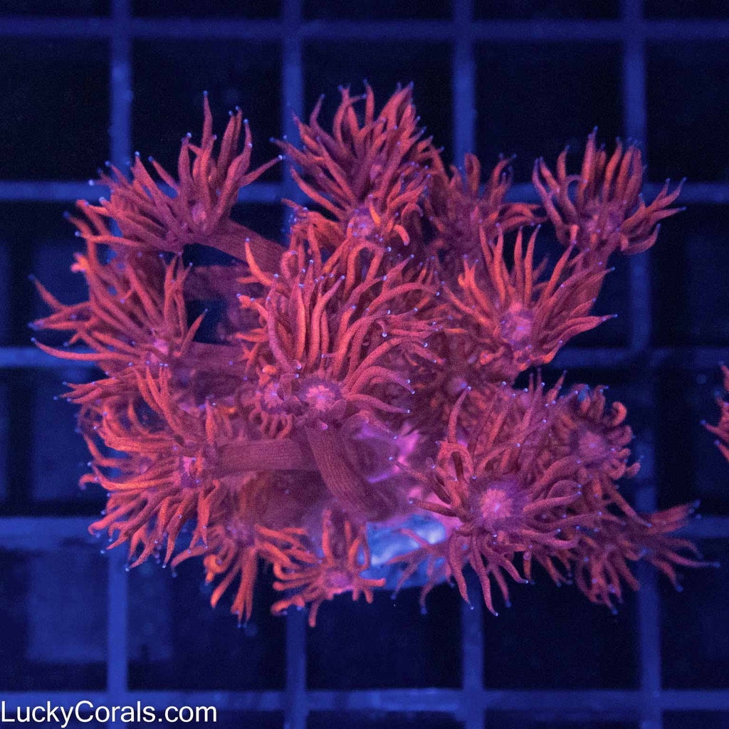 Red Velvet Goni Large Frag