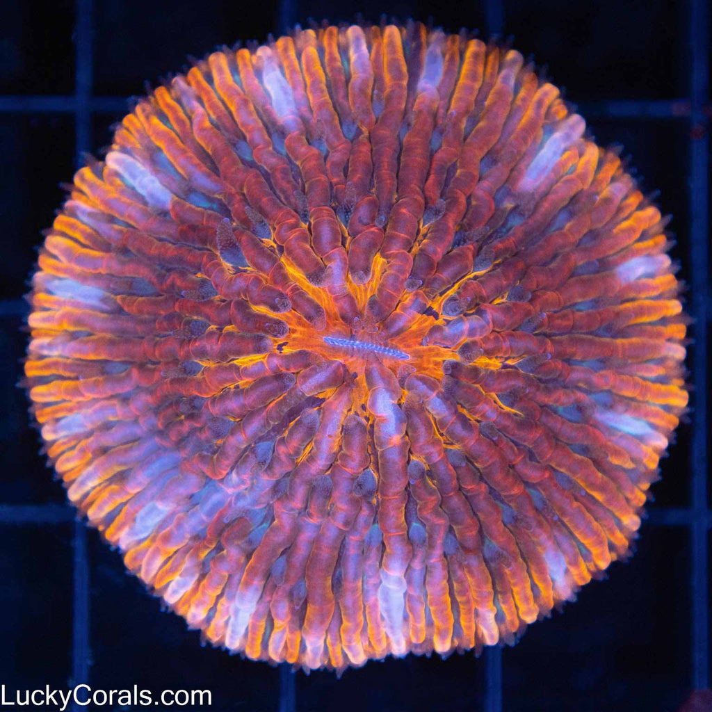 6 Color Plate Coral