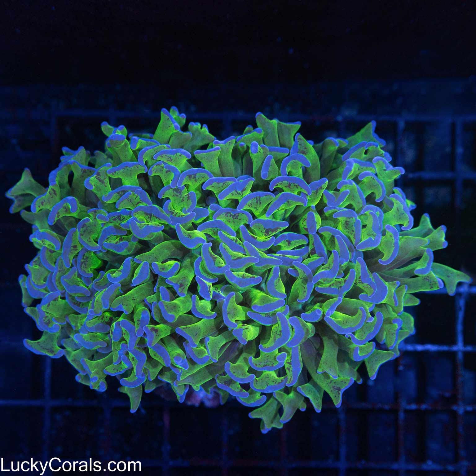 Bicolor Hammer Coral 5.5-6"