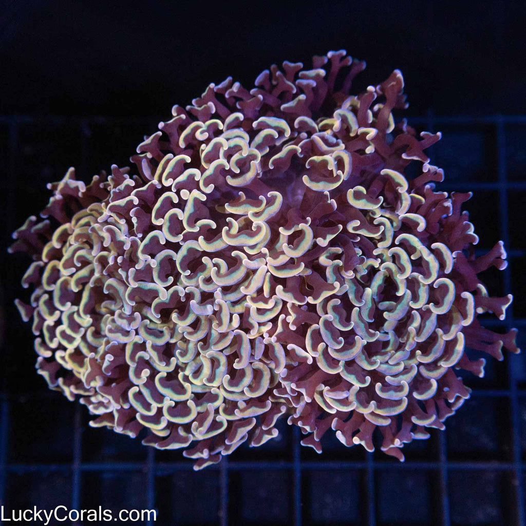 Gold Rainbow Hammer Coral 5"