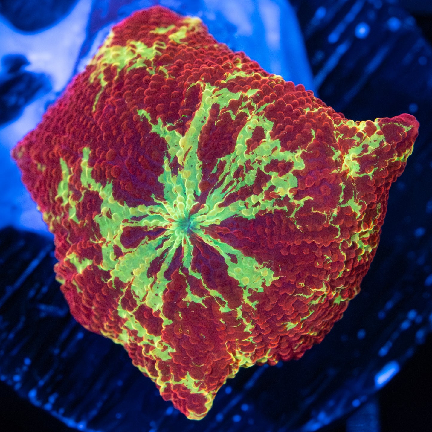 Bright Eclectus Mushroom