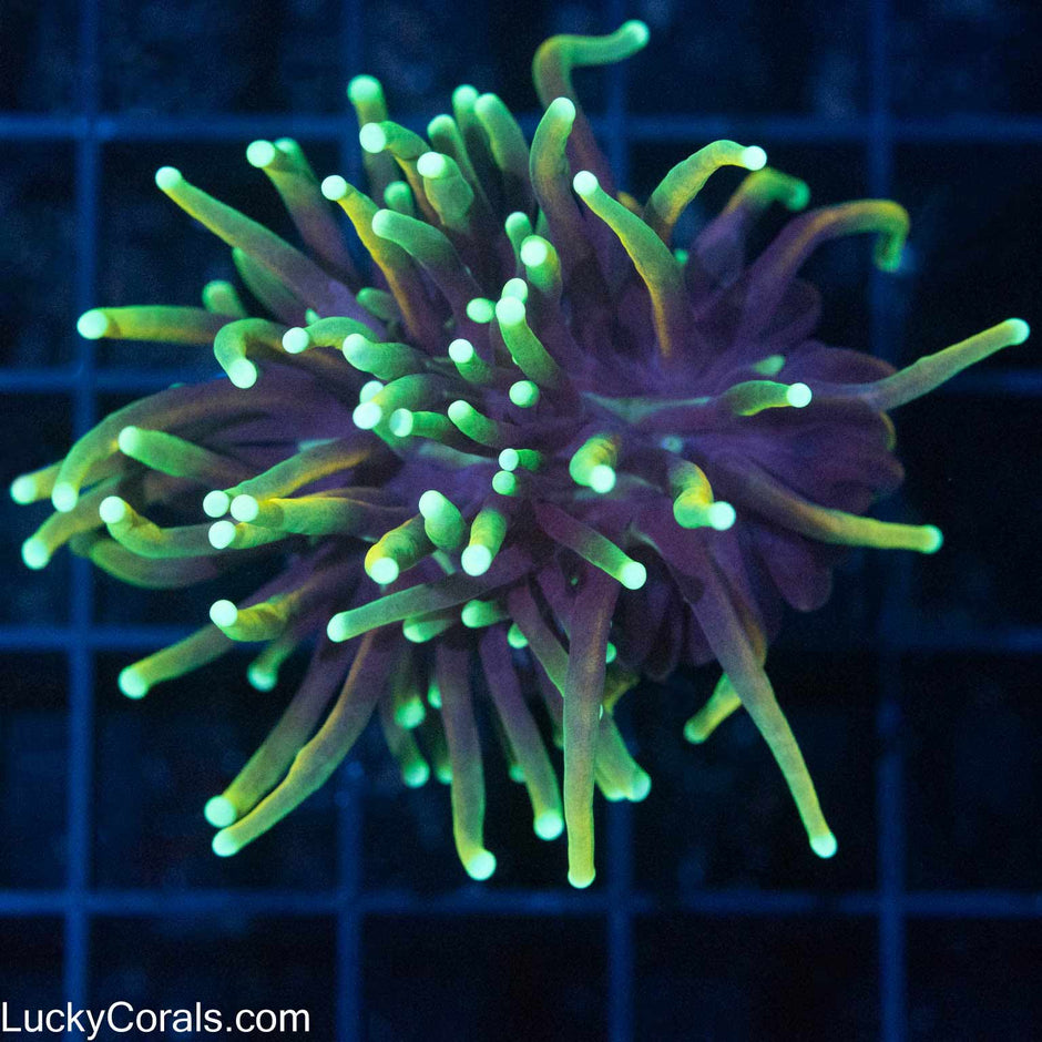 Torch Coral for Sale Torch corals overnight delivery Page 2 Lucky