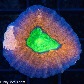 Acan Pachysepta