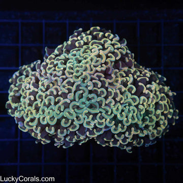Rainbow Hammer Coral 5"