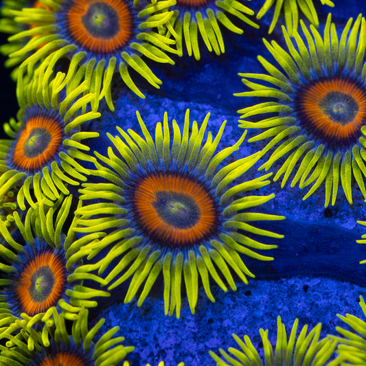 Super Saiyan Zoa