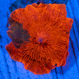 Candy Crush Mushroom Coral