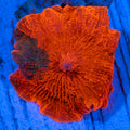 Mushroom 3