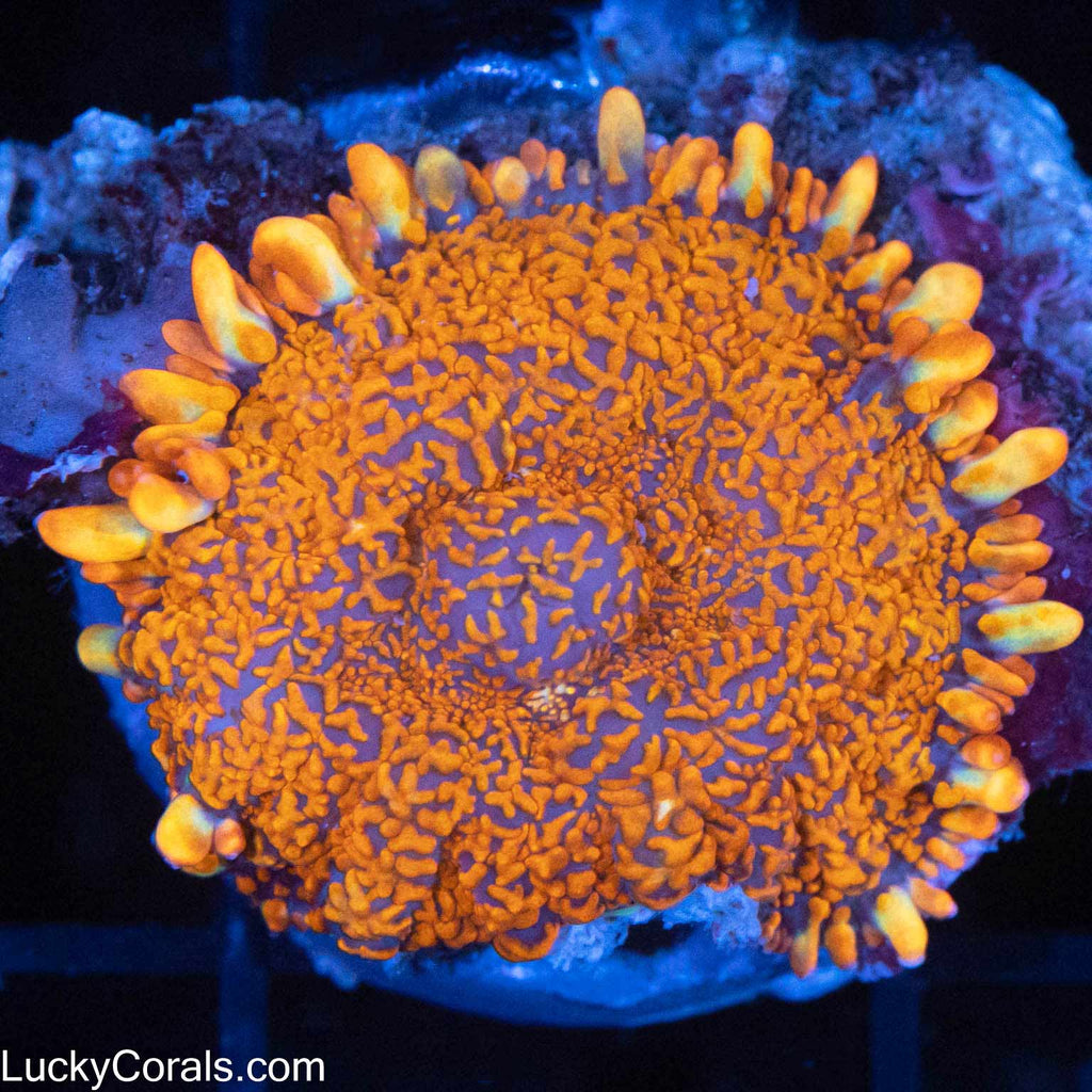 Glowing Orange Rhodactis (Bright!)