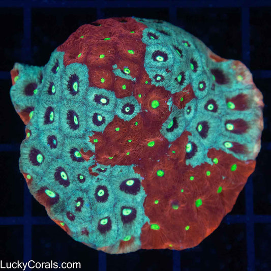 4 Color War Coral Colony 2.25" (US Aqua-Culture)