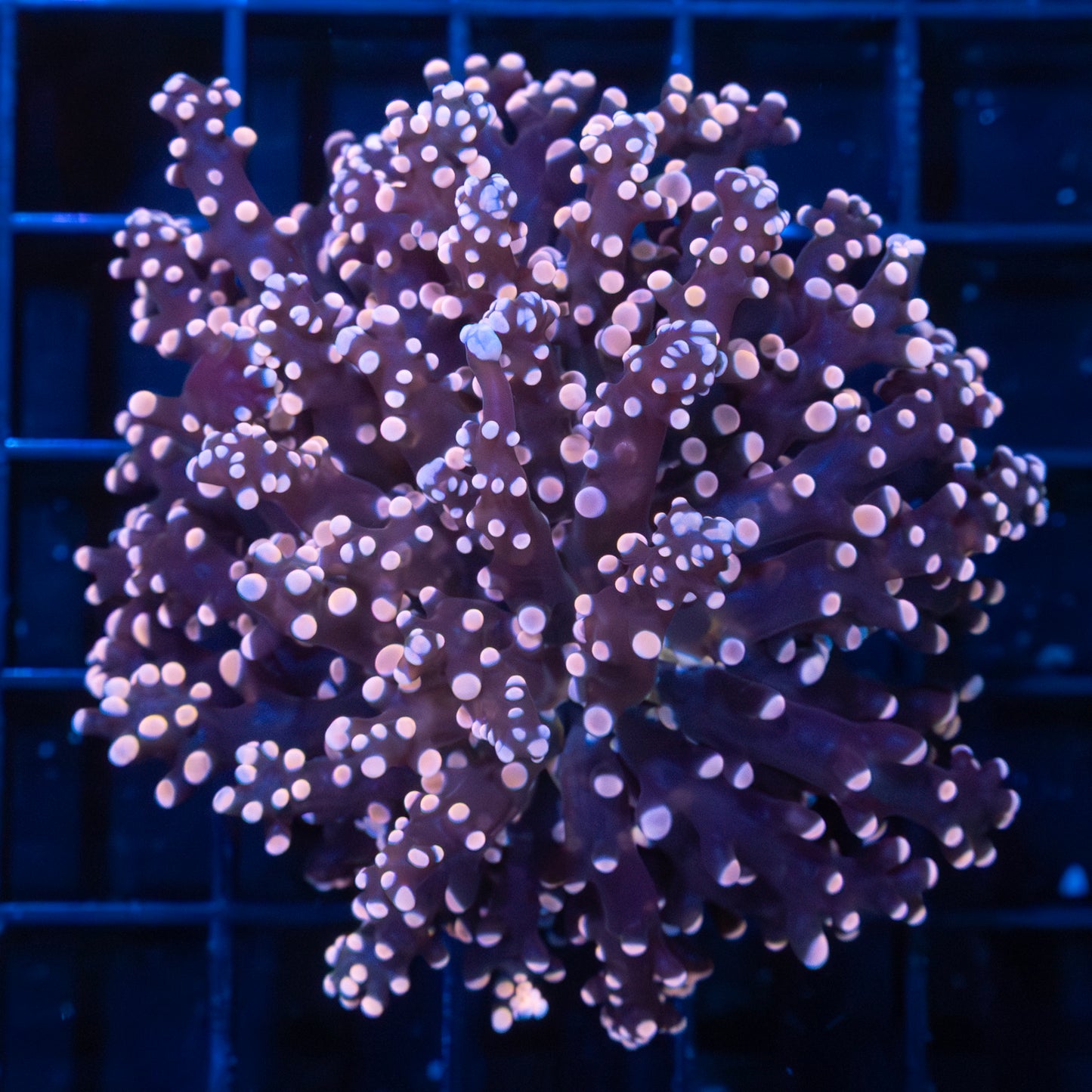 Peach Tip Frogspawn Coral (Branching)