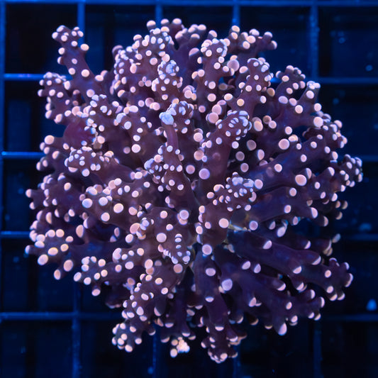 Peach Tip Frogspawn Coral (Branching)