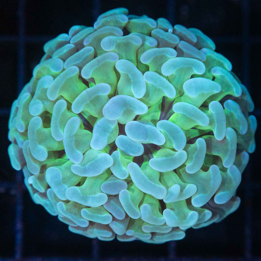 Large Tricolor Branching Hammer Coral