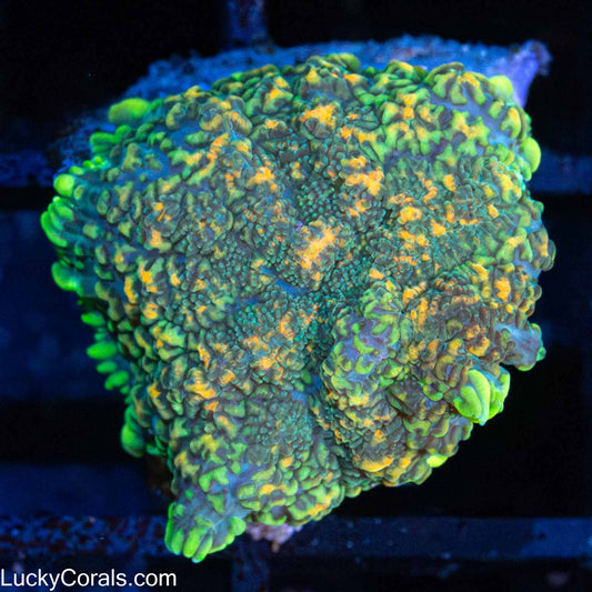 LCK Volcanic Island Mushroom Coral 1"