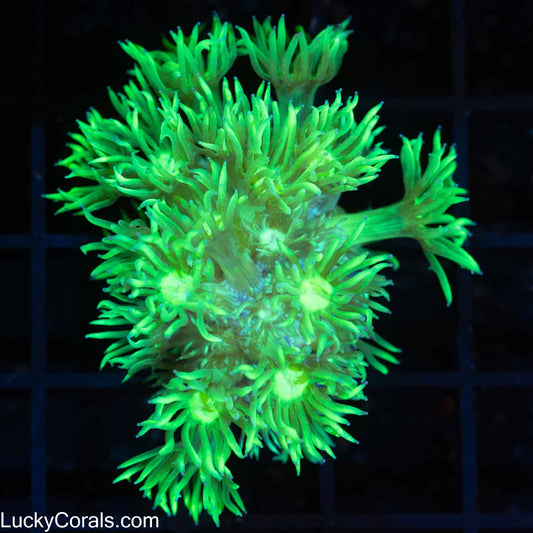 Highlighter Long Tentacle Goni Coral (Bright!)