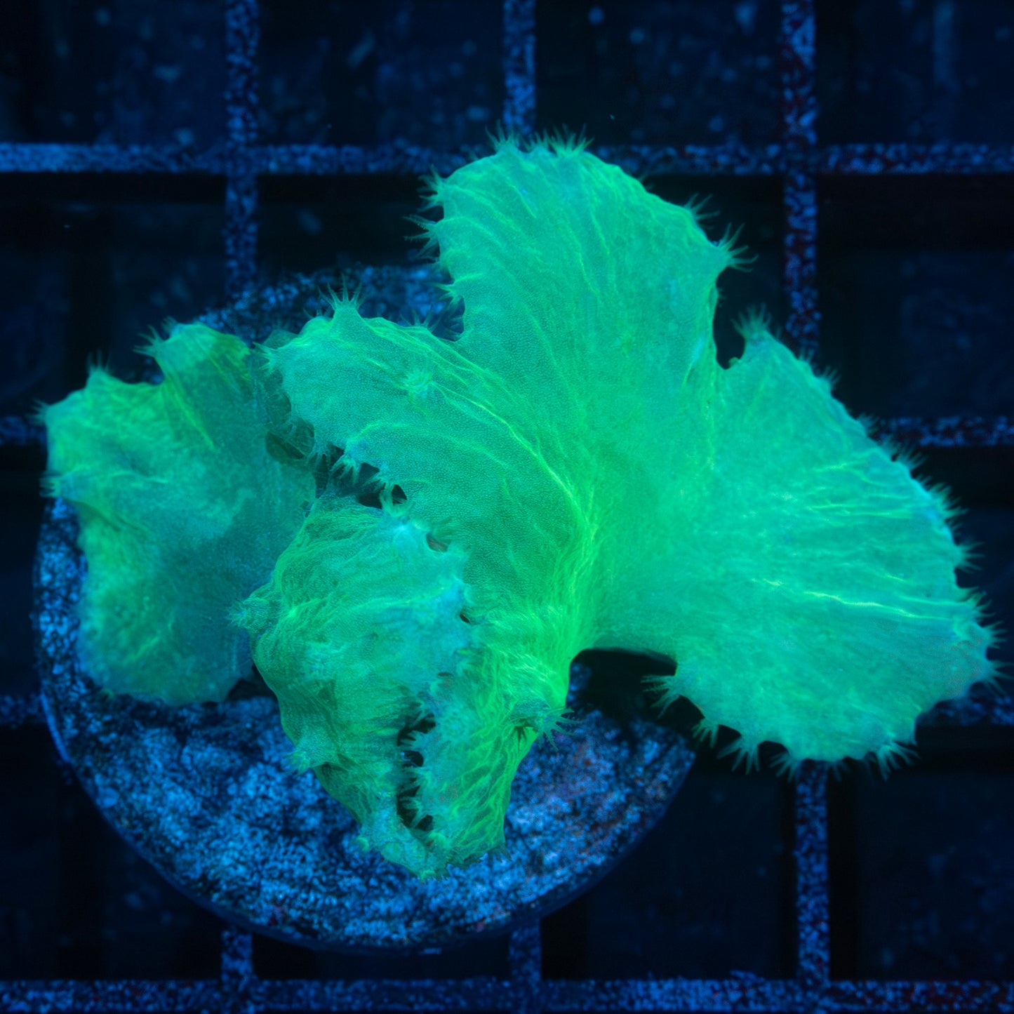 Green Cabbage Leather Coral Colony 2.25"