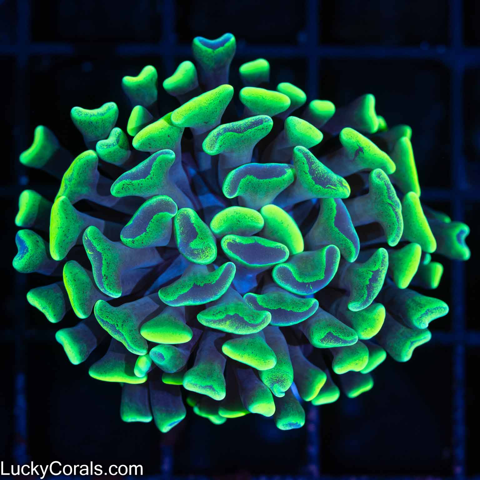 LPS Corals For Sale Page 5 Lucky Corals