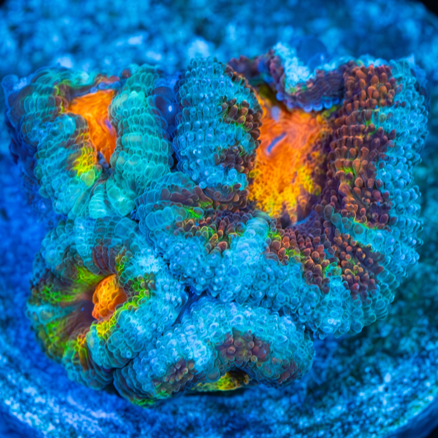 Rainbow Acan